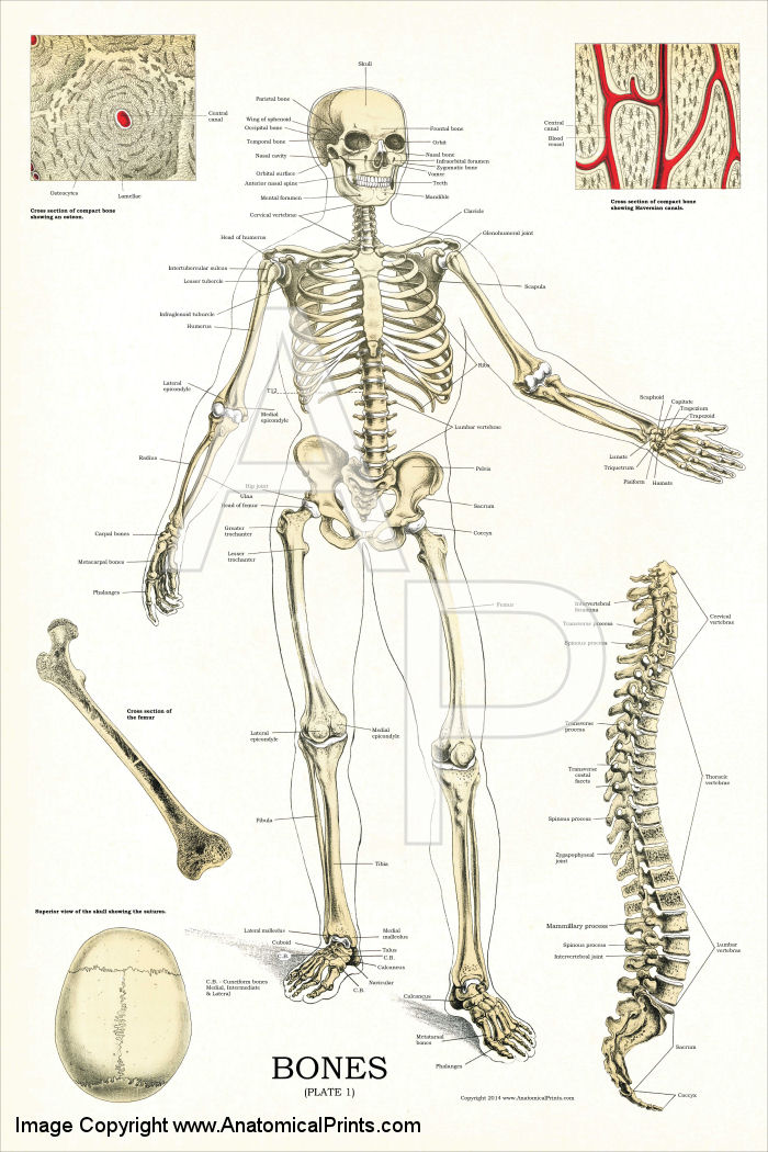 Skeletal System Anatomical Chart