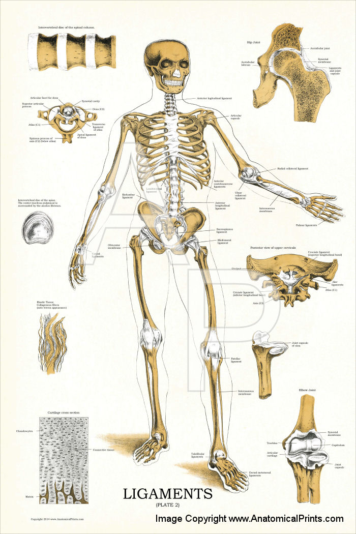 Ligaments Anatomy Poster