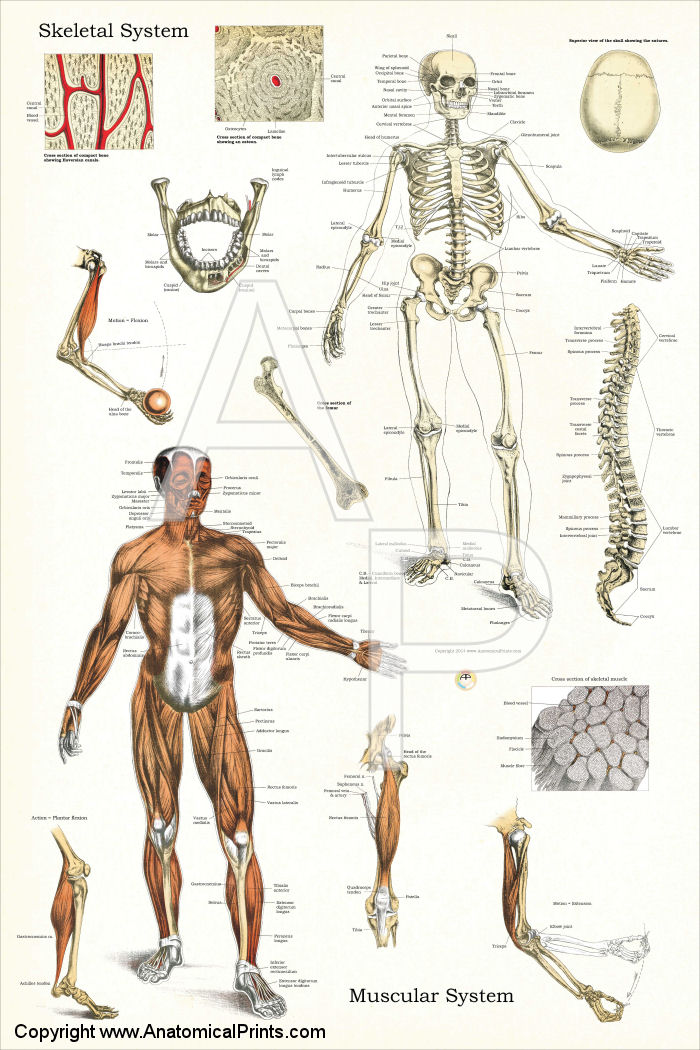 Skeletal System Anatomical Chart